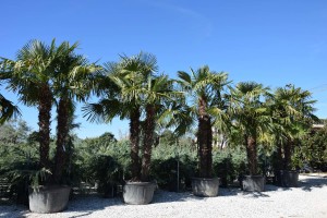 chamaerops excelsa