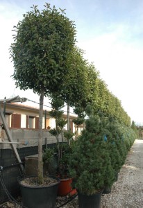 photinia testa a cilindro alto fusto